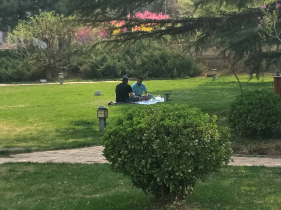 Blossom flower and green grassland in Beijing Tongshantang Hospital of Traditional Chinese Medicine.