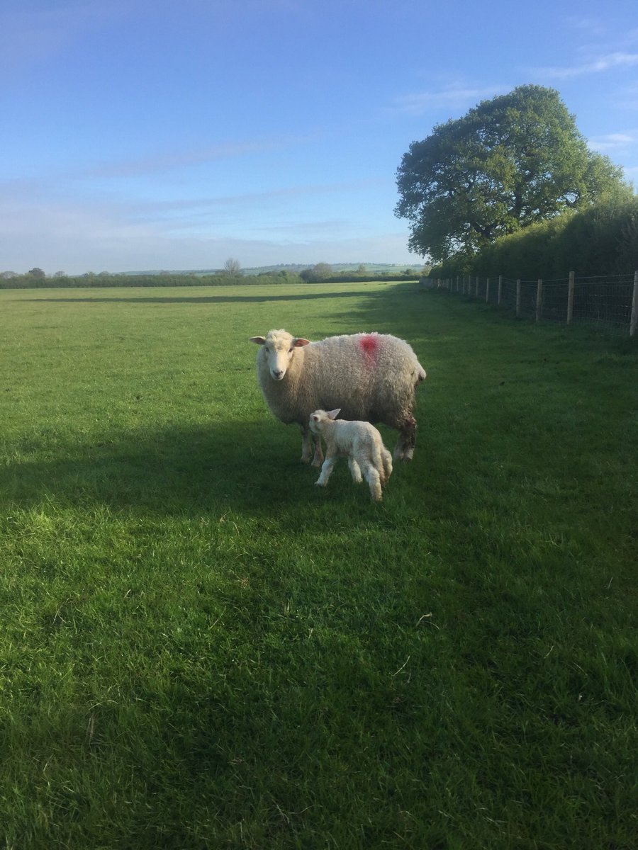 diggerbull's tweet photo. Ewe lambs have finally started!! First ever homebred NZ Romney ewe Hogg on right and one from @RobertHodgkins1 on left. Both did it all on their own. 👍🏼👍🏼💯💯😃😄both from @WairereUk tups. Very pleased!! https://t.co/qkc55HVgs7