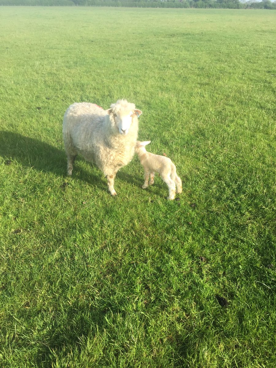 diggerbull's tweet photo. Ewe lambs have finally started!! First ever homebred NZ Romney ewe Hogg on right and one from @RobertHodgkins1 on left. Both did it all on their own. 👍🏼👍🏼💯💯😃😄both from @WairereUk tups. Very pleased!! https://t.co/qkc55HVgs7