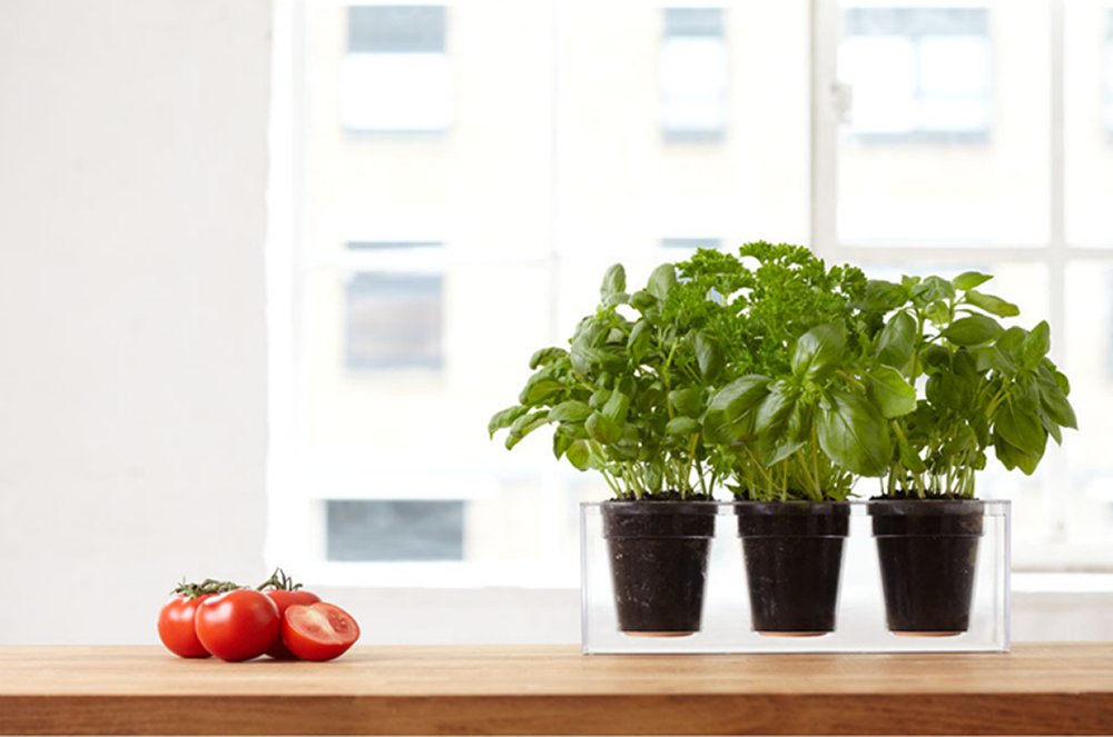 Habitualmente nos quedamos con la parte superficial de la planta, pero todo lo que queda por debajo de la tierra es también un espectaculo en si mismo. ¡Mira que macetero! ow.ly/LYnE30jOVqw