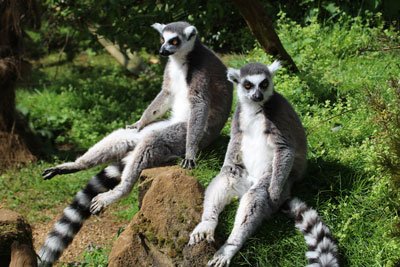 Chillaxing! #lemurs #ringtailedlemurs #lemur #FridayFeeling