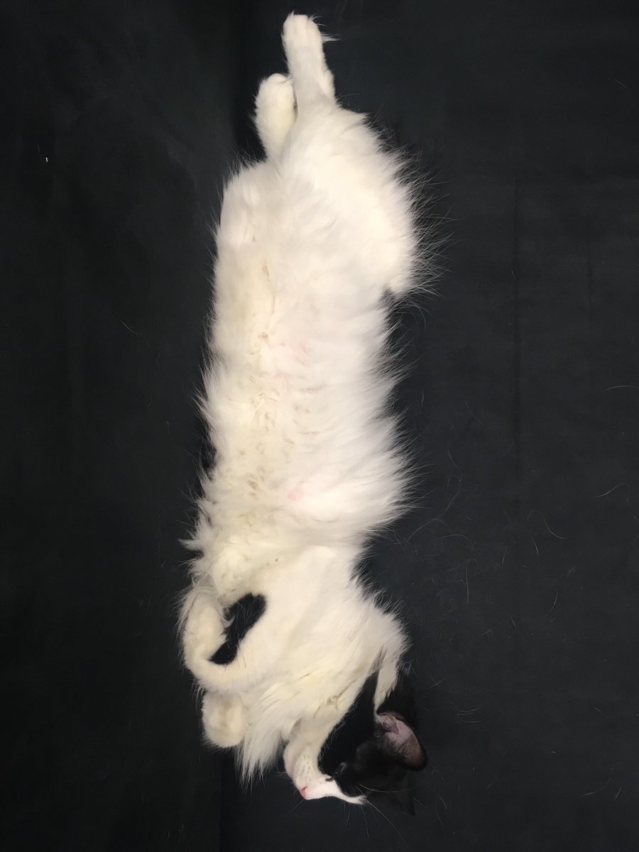 Who's ready for the long weekend? <a href="/IWStartupCat/">StartUp Cat</a> #FridayFeeling innovationwarehouse.org