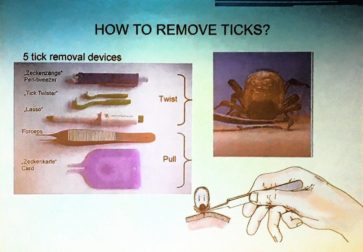 SarahKohlMD's tweet photo. How to remove a tick.. Grab with any tool at base near skin.  Do not grab body -- Dr Chitimia-Dobler #NECTM7 #tvlmed #travelhealth #Lyme https://t.co/pg5RY89qSs