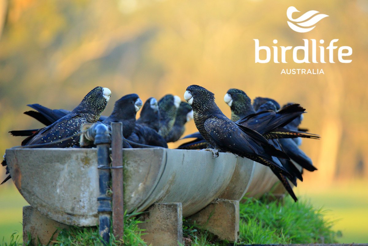 BirdlifeOz's tweet photo. #ActForBirds — we're calling on all major parties to commit to a new generation of national environment laws to protect the places and birds we love. Sign our petition to demand stronger #naturelaws that genuinely work to protect nature. https://t.co/DBMhWpWWX7 https://t.co/5xC05nYFMf