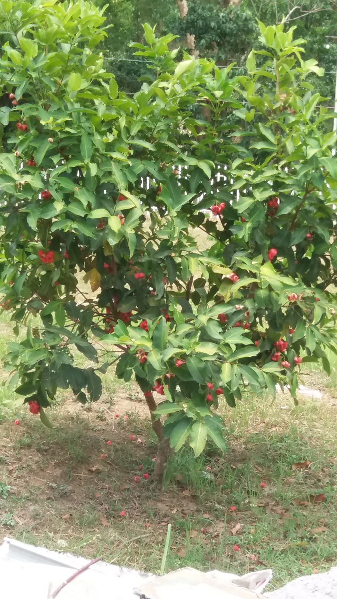 IRRAAM tweet picture