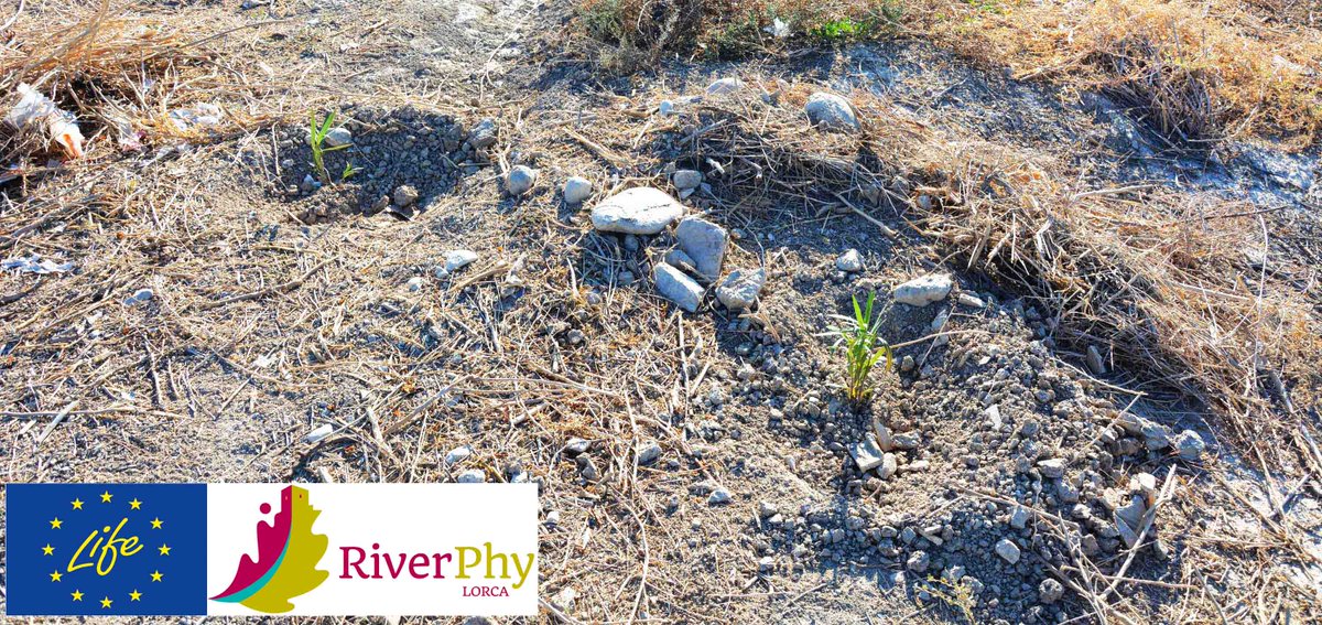 Life_Riverphy's tweet photo. #LIFEProject #Riverphy - Rehabilitación mediante #fitoextracción de un cauce fluvial contaminado por metales pesados en el río Guadalentín @LIFEprogramme - https://t.co/yimk3elJe0

📍 Lorca (Murcia) https://t.co/4f9DMa2jq7