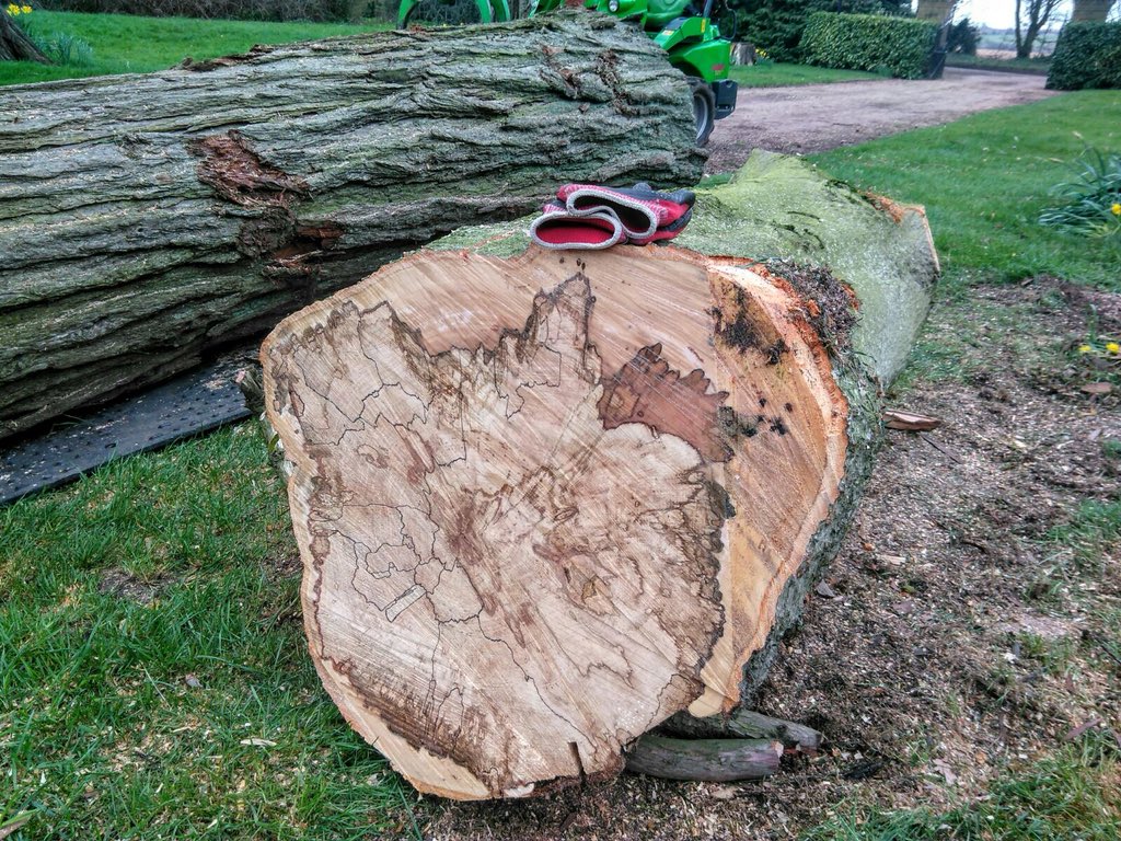 whartontrees's tweet photo. Some beautiful #spalted #beech! #trees #treework #treesurgeon #treesurgery #arborist #arboriculture #norfolk https://t.co/DWHpbwskxY