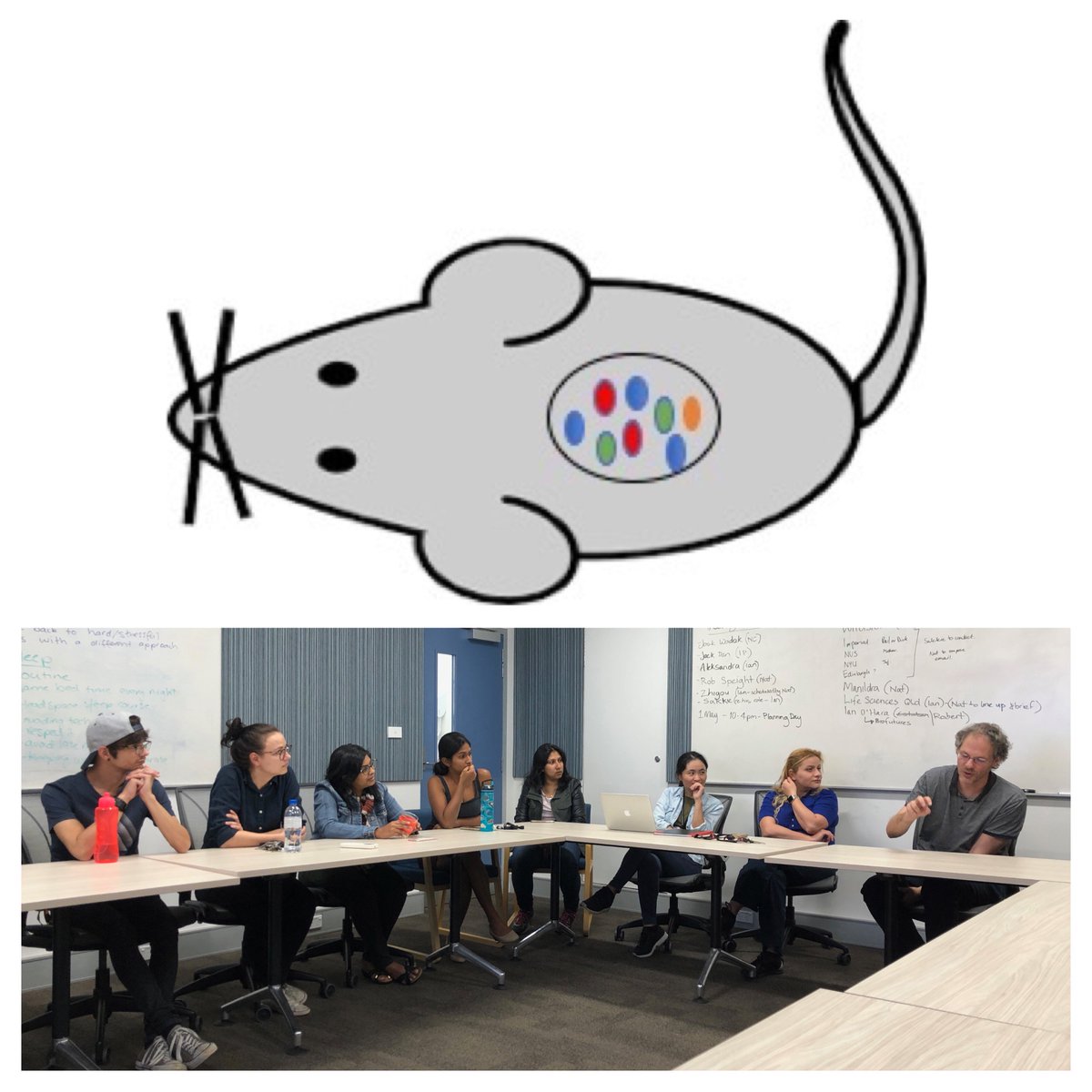 Fascinating talk from Dr Hasinika Gamage on the impacts of #fasting on the mouse #microbiome at lab chat today. Her plans spurred the group into lots of discussion – some about the experiment &amp; some about the effect of dieting on the human microbiome and weight loss.