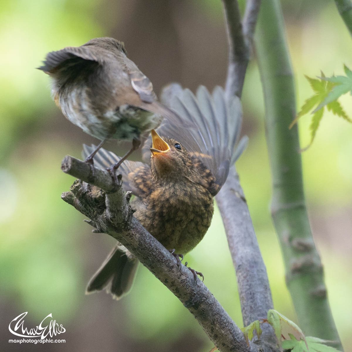 maxellis's tweet photo. Feeding time. Very hungry baby robins out there at this time of year! @BBCEarth @BBCSpringwatch @Natures_Voice @NaturalEngland @NatureUK @Visit_Richmond1 @TLTeddington https://t.co/OIxoNRFMGg