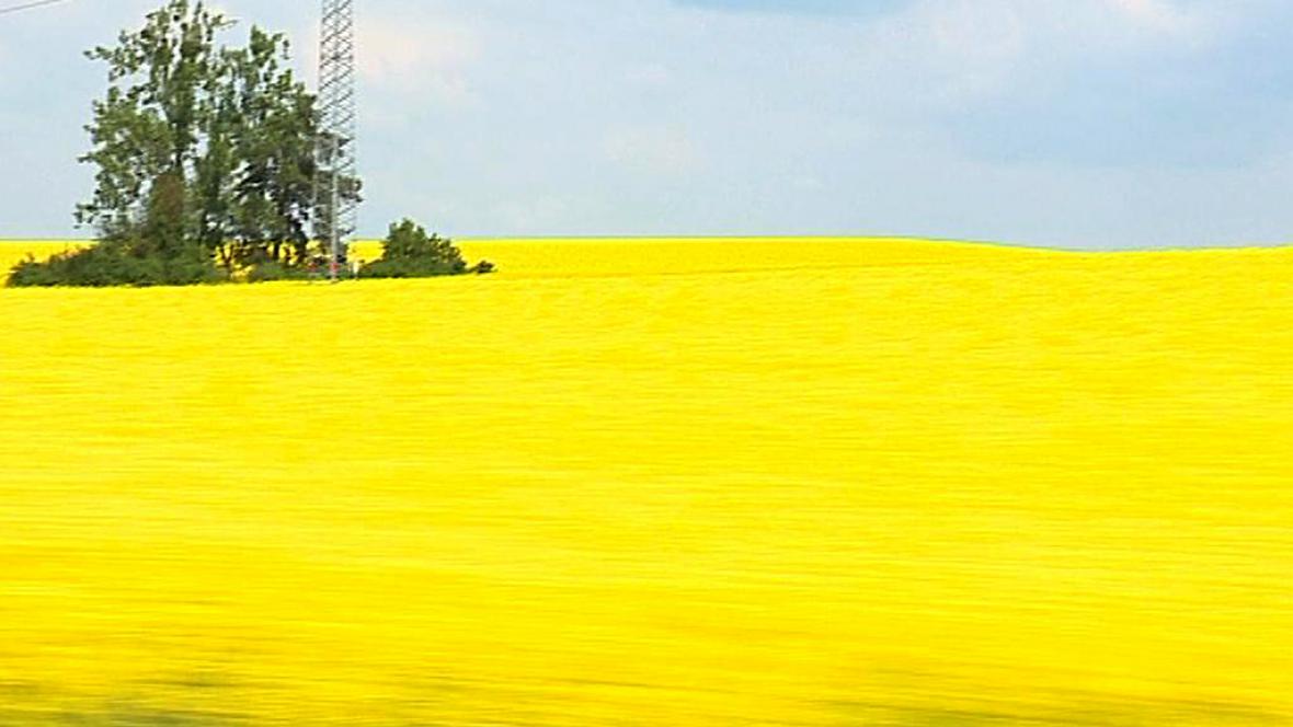 lf3cunicz's tweet image. Letošní jaro je ochrana očí obzvlášť důležitá, kvete Sahara😎🌼
#repka #eyecare