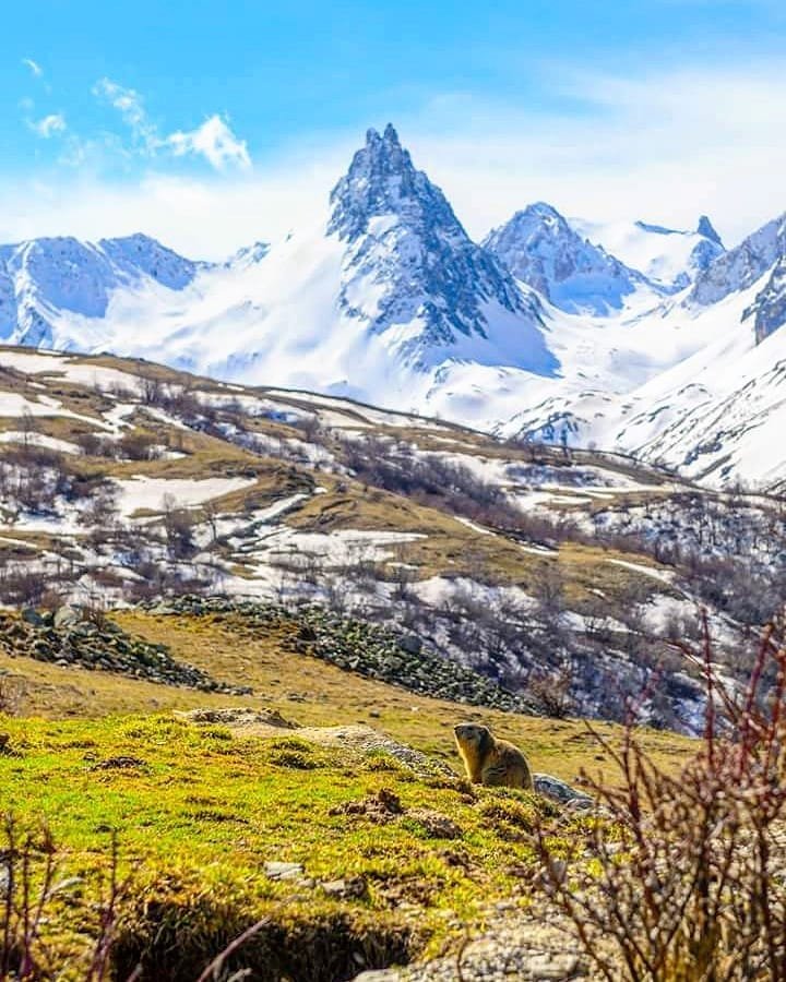 SavoieMontBlanc's tweet photo. Après un long sommeil hivernal, les #marmottes sont en pleine forme dès le réveil ⏰ ! Comme vous ce matin 😉 ?
 📷 Valentin Bloux
📍 #valloire #savoiemontblanc https://t.co/rwscM1gF2N