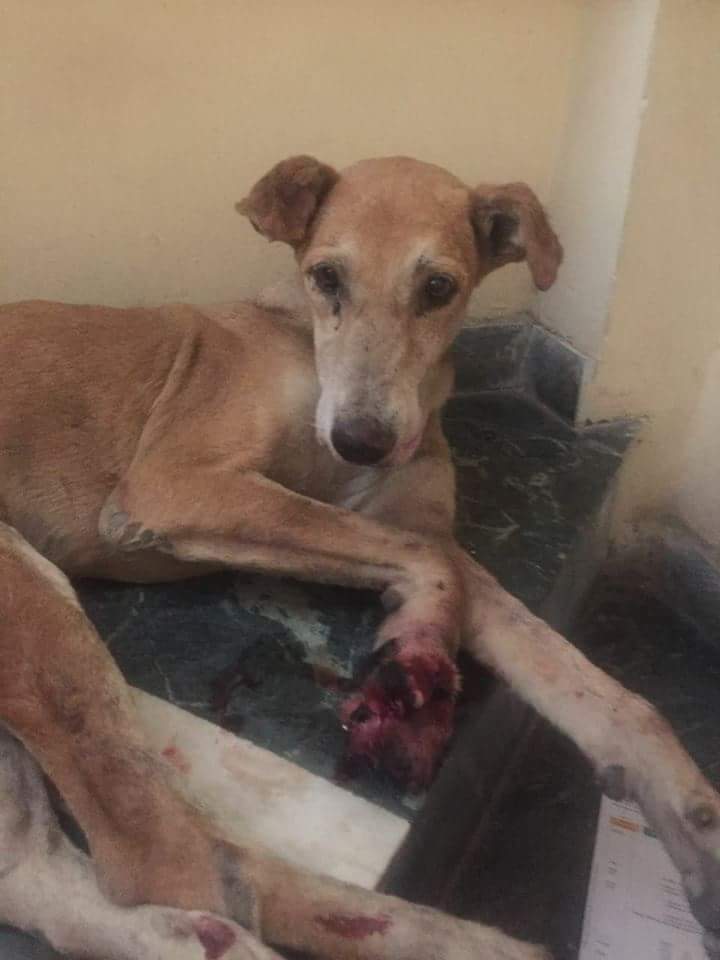 dhyanfoundation's tweet photo. Dog is taking treatment for an injury he has on his fore right paw.He was rescued by our volunteers and shifted to #Krishnaashram for treatment.
#DogRescue
#SaveStray https://t.co/vEdGOCMf63