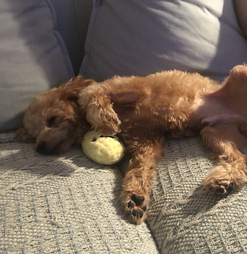 My dog’s thought bubble 💭 Not moving.  Not responding, human. Be gone, leave the house and don’t come home unless you bring me back some snacks. #dogslife #dogsoftwitter
