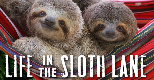 luminaries_mag's tweet photo. @Bemougoula2 Do you you yearn to jump off the merry go round of life? Then this utterly charming book will help you do it!! #Lifeintheslothlane @mslucycooke #mindfulness #slowdown https://t.co/EsIxCJFPfk … #EthicalHedonist https://t.co/vozCGG5umC