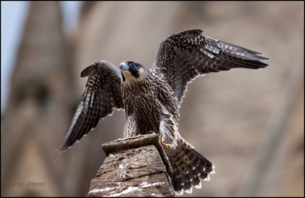 StMikes_Exeter's tweet photo. May the 4th be with you. #StarWarsDay
In a Diocese far, far away,
the Church of #StPythagoras & All Angles Jedi Knight Prayer sing will,
while its Millennium #Peregrine Falcons await the hatching of their chicks. RB. https://t.co/zyM0zadkWL