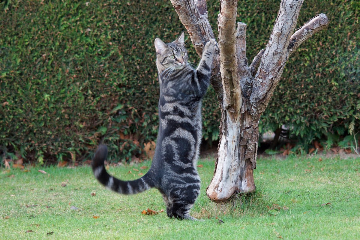adewallis's tweet photo. MISSING #Cat: Hate it when your cat goes AWOL, last seen Friday 27 April Mortimer Court #DalgetyBay #Fife He's been chipped so fingers crossed he turns up soon https://t.co/VAcDWy96AU