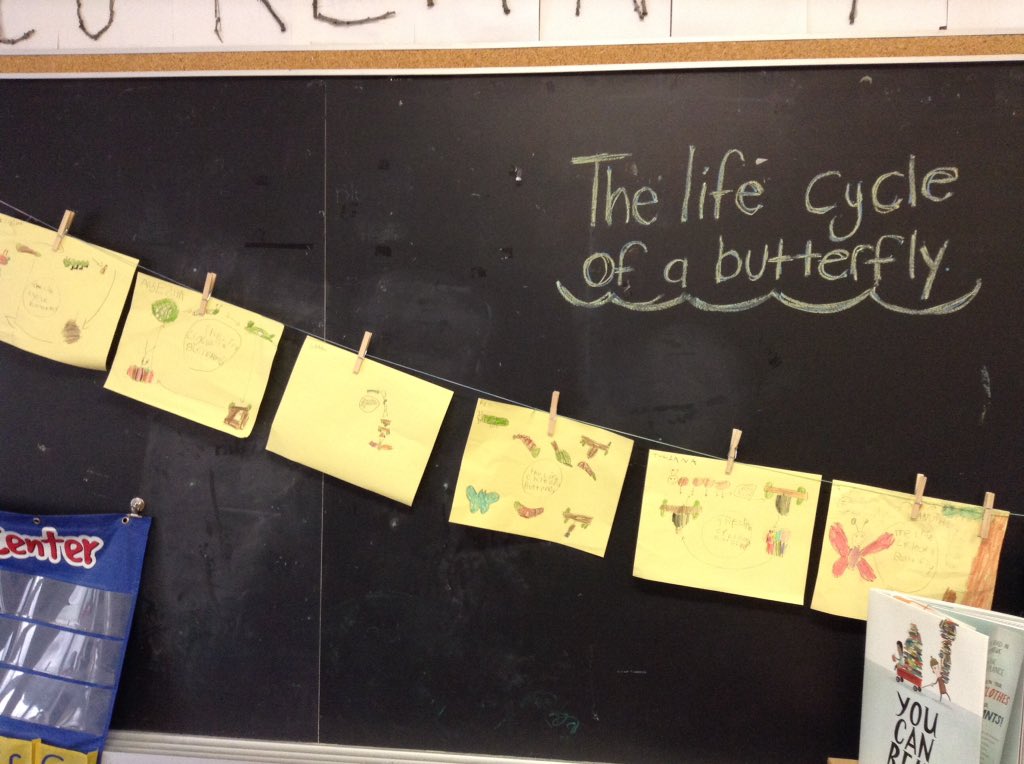 Wolfpackof105's tweet photo. We are learning about the life cycle of a butterfly! https://t.co/sYlSA1t9WH