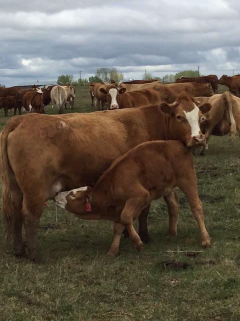 Dryland Cattle On Twitter Market Report All Classes Of Feeders