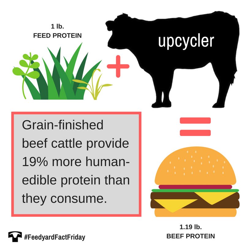 Texas Cattle Feeders Assn On Twitter Fact Cattle Turn Protein