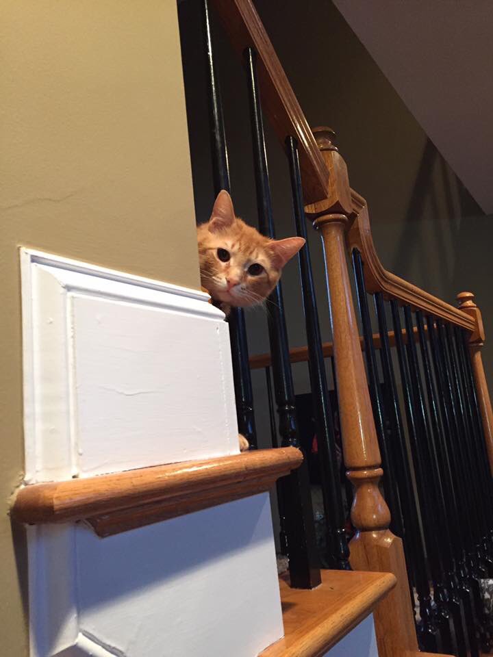 pabloandpicasso's tweet photo. Is it the weekend yet? #donewiththisweek #pabloandpicasso #adorables https://t.co/a4k9aCDTZ1