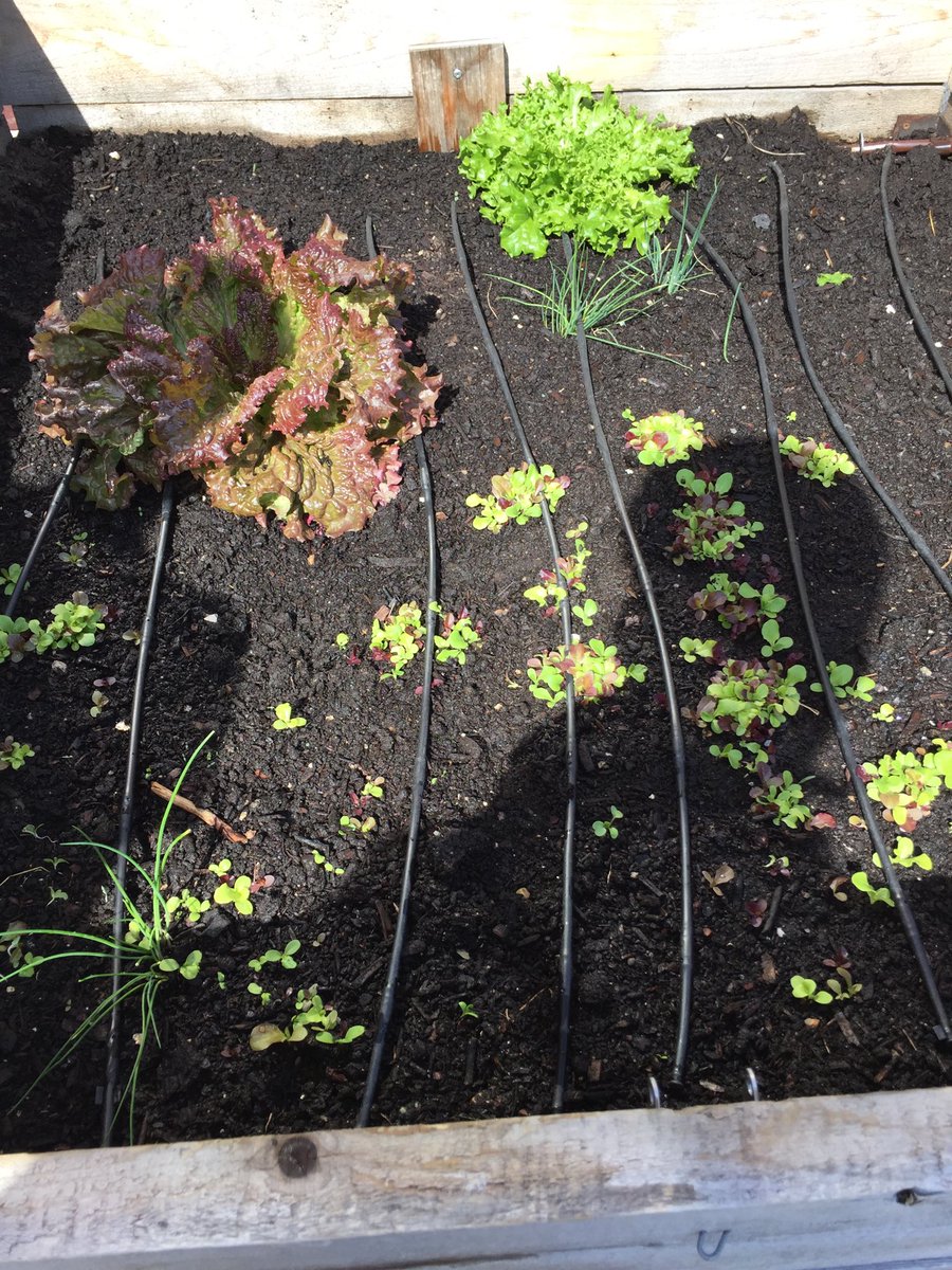 The Driscoll Garden Team is off to a great start. Stop by and check out the early spring progress.