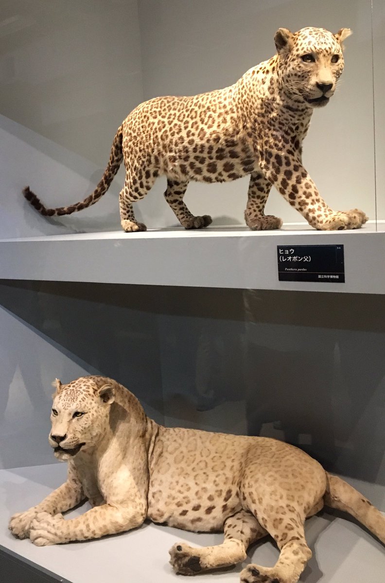 ヒョウの剥製 大型 レオポンの剥製。オスメス表記が無かったのは、繁殖能力が無い故だろ
