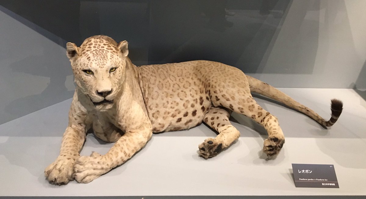 レオポンの剥製。オスメス表記が無かったのは、繁殖能力が無い故だろ