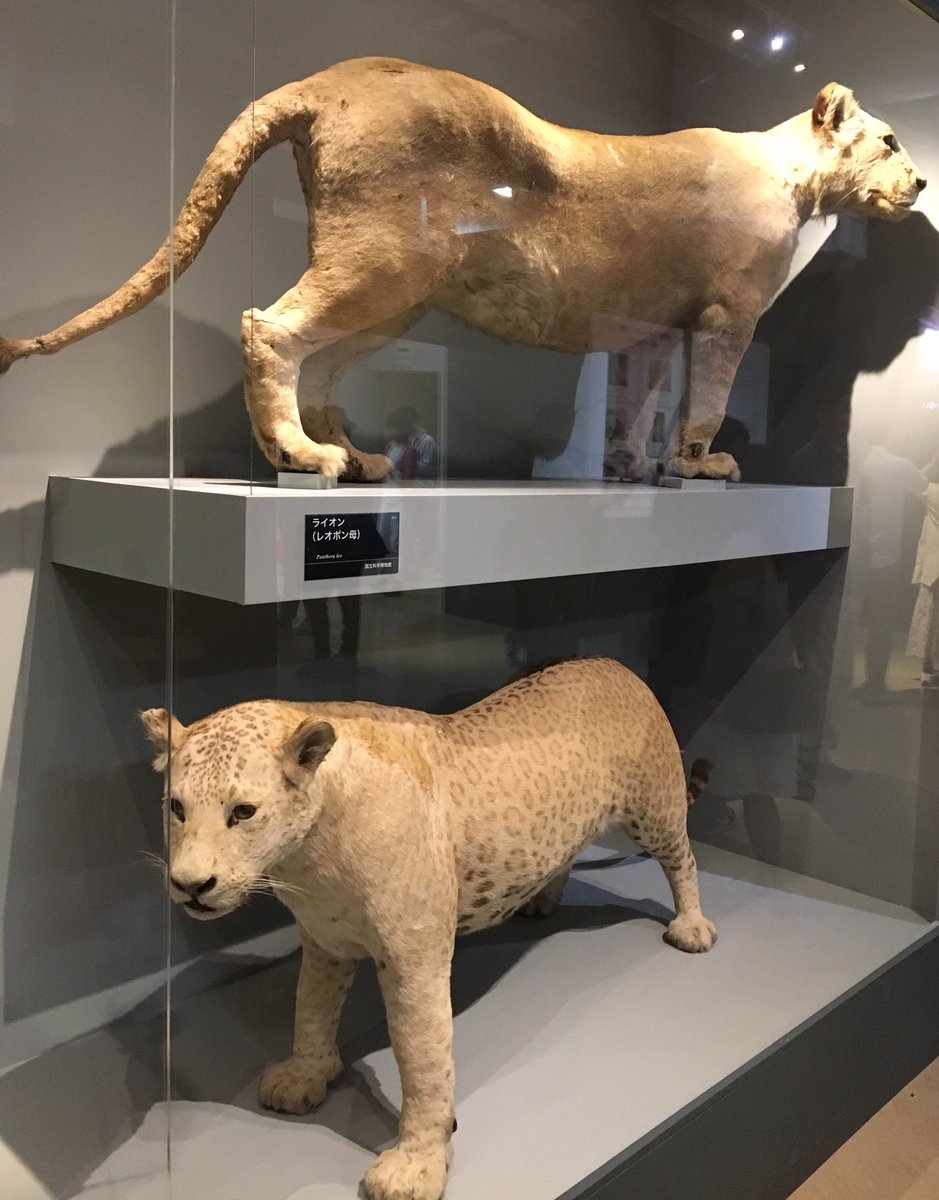 レオポンの剥製。オスメス表記が無かったのは、繁殖能力が無い故だろ