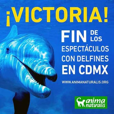 AnimaNat_Mexico's tweet photo. ¡YA ES OFICIAL! 🐬💚
Después de meses de la aprobación de la ley, hoy al fin ha sido publicada en la Gaceta Oficial de la Ciudad de México 😊. HOY los espectáculos y utilización de mamíferos marinos son ilegales en la #CDMX.

¡Lo logramos! 🙋 #CDMXSinDelfinarios https://t.co/c4GXp3CBAD