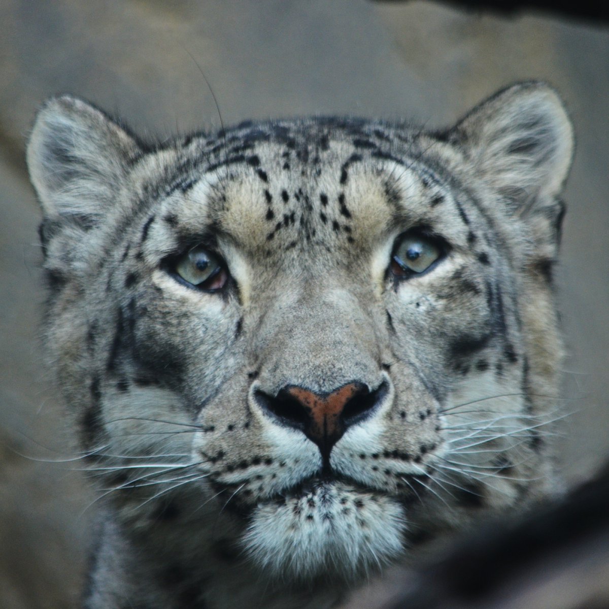 Akron Zoo on Twitter: Akron Zoo on Twitter: