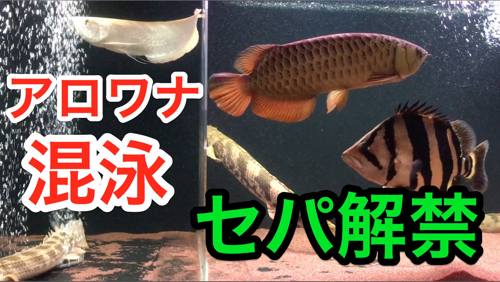 Twitter এ アロ78 ななはち おひさしぶりです 動画はとりたまってます T Co Ejte8jhsh9 シルバーとアジア ついに混泳 以前はセパレート飼育してました はたしてアロワナはどうなってしまうのか 界王様風 アジアアロワナ
