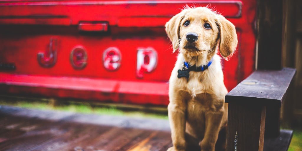 Jeep's tweet photo. Sit. Stay. #JeepWave. 📸: Hailey M. https://t.co/R2GHhufqal