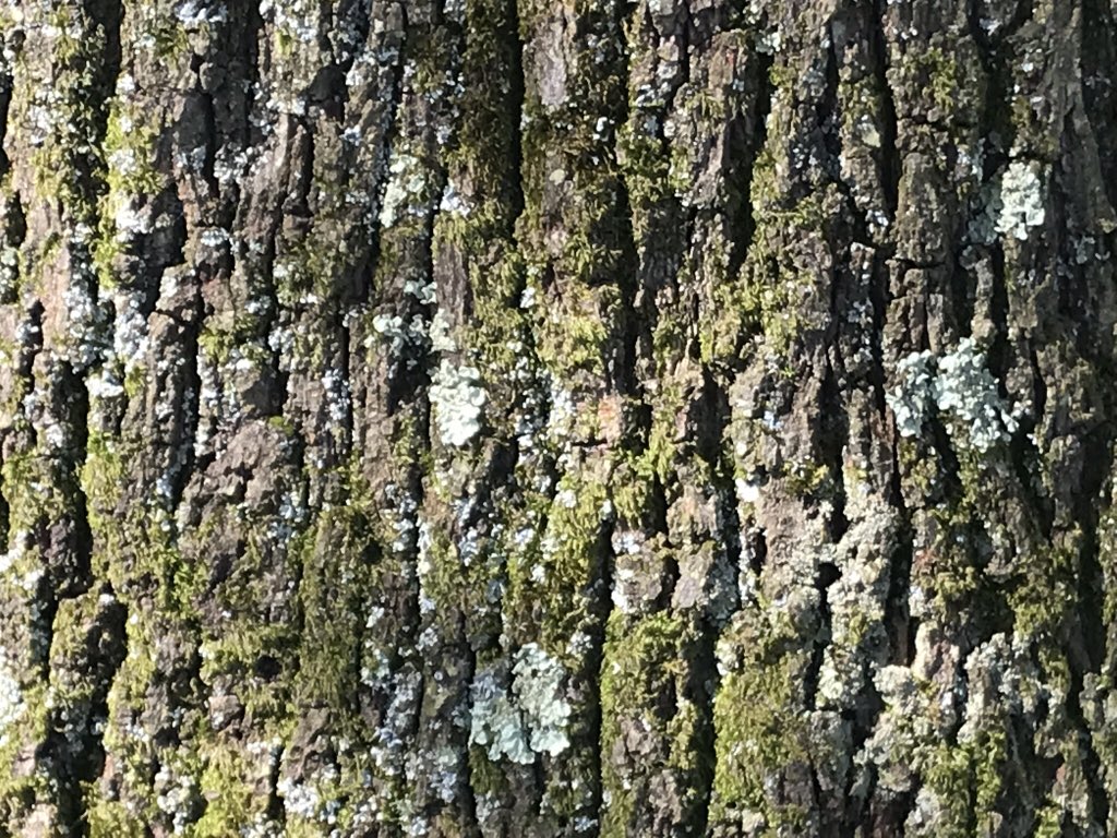 burt_imogen's tweet photo. Collecting data for my ecology and conservation / wildlife and rehabilitation / specialist project where I am looking at the diversity of lichen and whether this can be an indication of invertebrate diversity around the college campus. https://t.co/ZdvJls0cs9