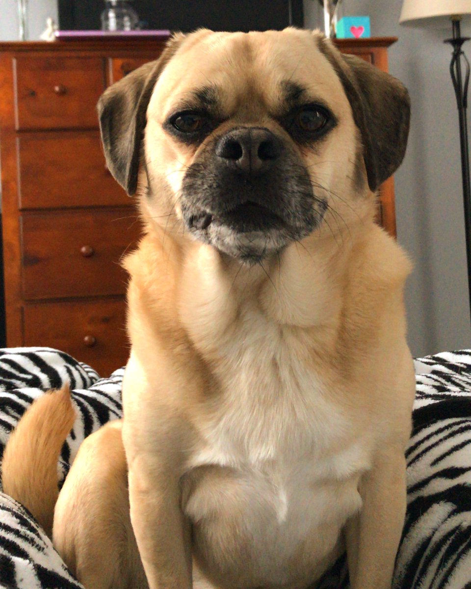 half pug half beagle