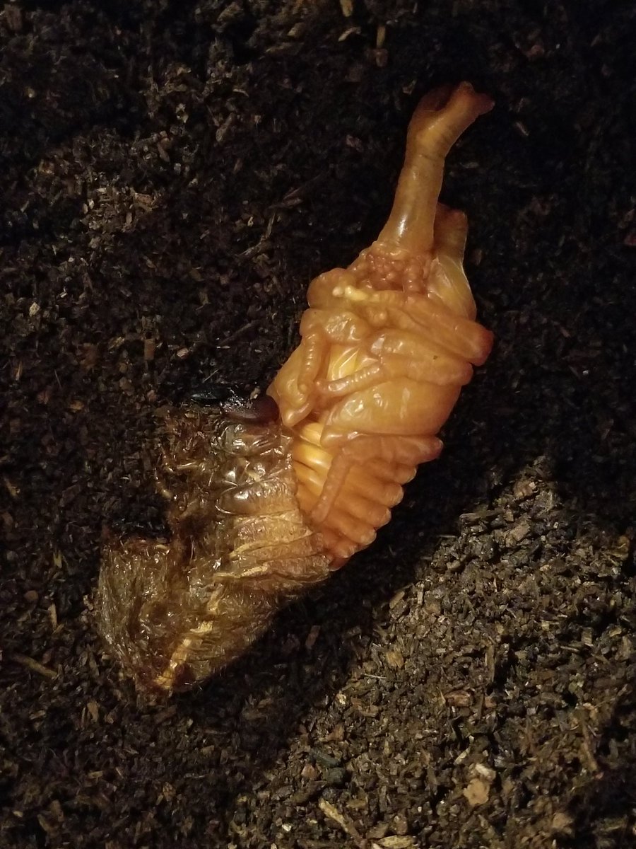 カブトムシの飼育ケース開けたら幼虫が脱皮して蛹になってた じゃんぽ る西のイラスト