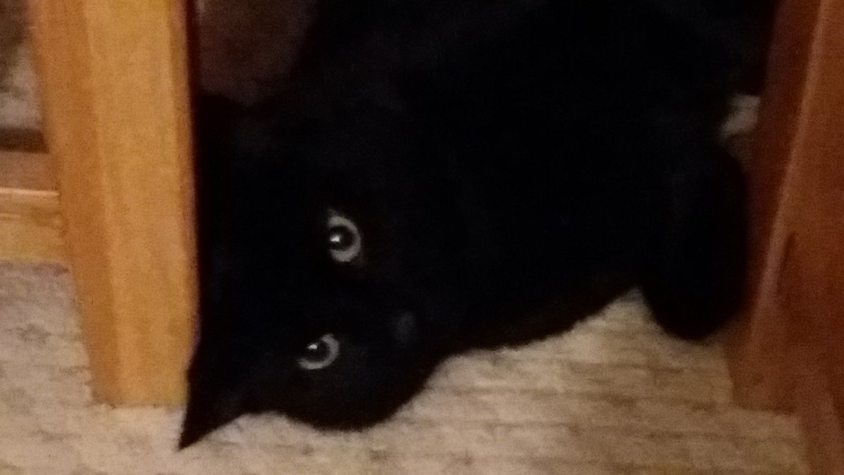 kvtr01's tweet image. I have both cats sleeping in the same room, is this a step in the right direction #catexperts ? (photos taken previously)
#JetVersusMig 🐱❤🐱
#CatsofTwitter