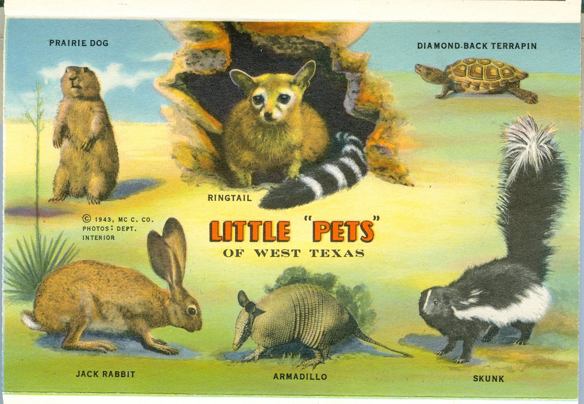 TXParksCCC's tweet photo. Soooo cute! Which one are you taking home with you? Little "Pets" of West Texas postcard, 1943 @TPWDparks collection. #ArchivesAnimals #TexasPets #reallywildlife #momcanihaveone #socute https://t.co/nGEdhEi5mX