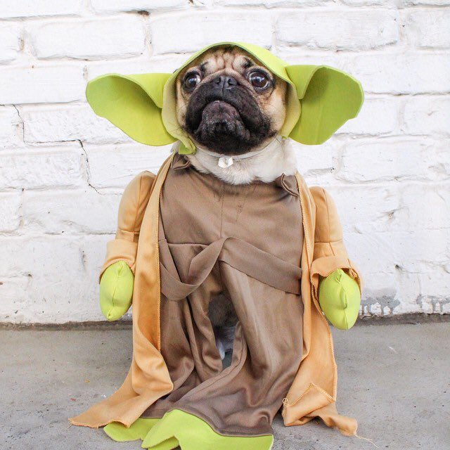 itsdougthepug's tweet photo. MAY THE FOURTH BE WITH U https://t.co/ojkbz4maH0