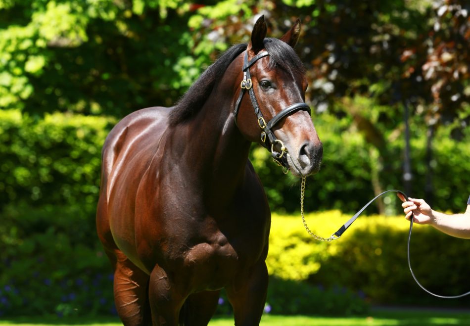 ITM (@irethoroughbred) on Twitter photo NO NAY NEVER gets off the mark as promising filly Mae No Never (IRE) wins at <a href="/BelmontStakes/">Belmont Stakes</a> Park. Read the full story here bit.ly/2FImm1Q NO NAY NEVER gets off the mark as promising filly Mae No Never (IRE) wins at <a href="/BelmontStakes/">Belmont Stakes</a> Park. Read the full story here bit.ly/2FImm1Q