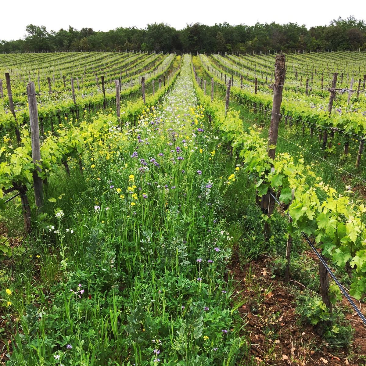 Il #sovescio continua a crescere, in un delicato tappeto di colore protetto dai filari di #Sangiovese di #TenutaLuce. #LuceDellaVite #LuceLovers