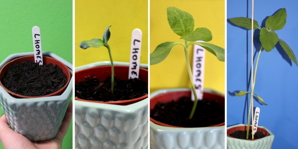 Lewisham Housing Services tweet media