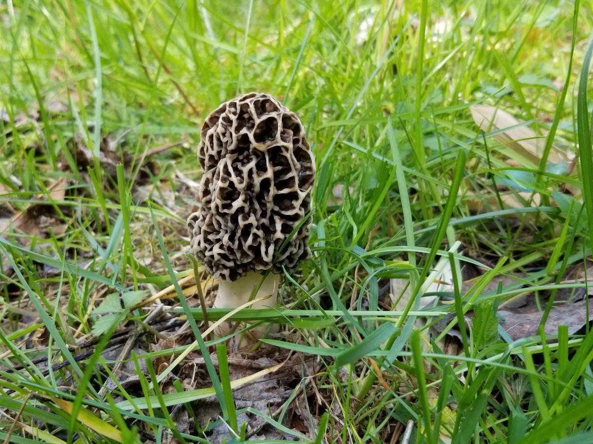 Morel season in #Delaware extension.udel.edu/blog/morel-sea… #ediblewildmushrooms #morels