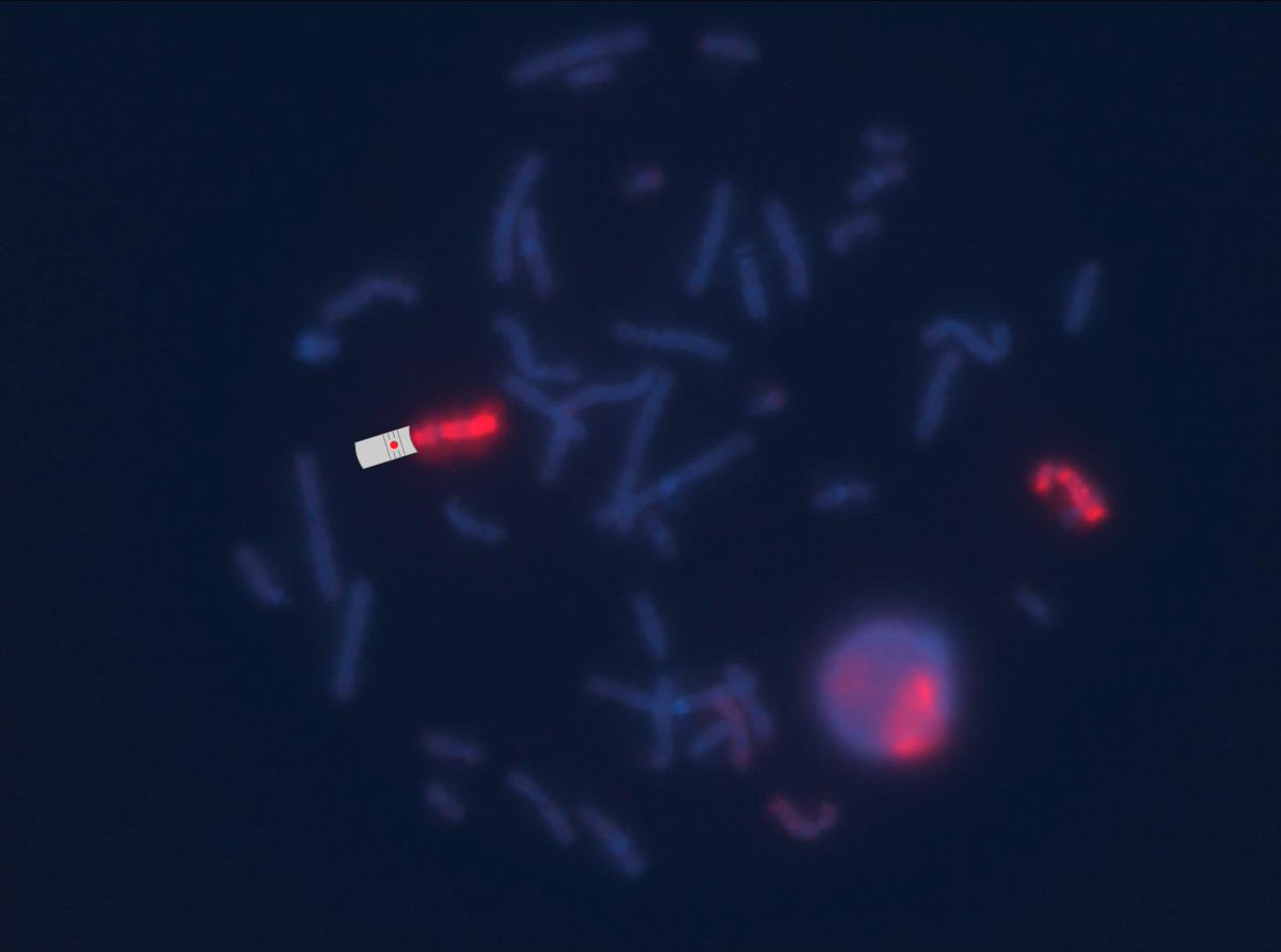 Empire Genomics LLC tweet media