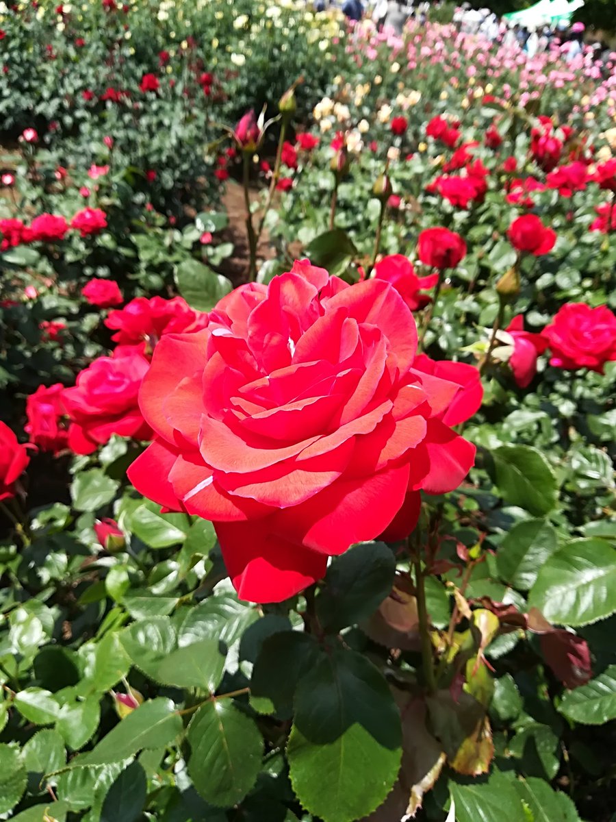 今日は植物公園に行ってきました!
ゴールデンウィークっぽい!凄い歩いた!もうしばらく歩かない!
薔薇と謎の青い花が見事でした( ゜ー゜) 