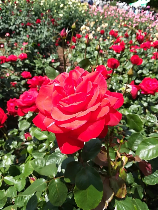 今日は植物公園に行ってきました!
ゴールデンウィークっぽい!凄い歩いた!もうしばらく歩かない!
薔薇と謎の青い花が見事でした( ゜ー゜) 