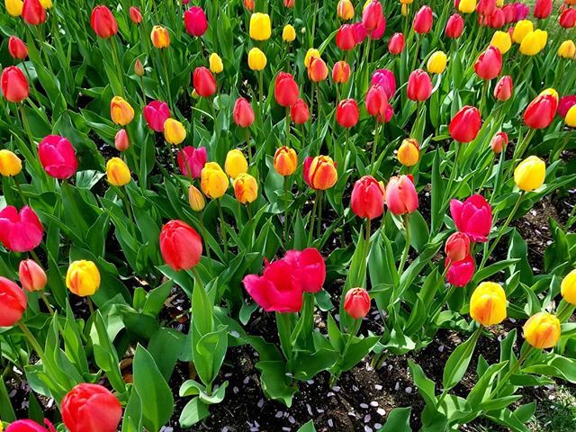 midoyot's tweet photo. やっと春がきたー!って感じ🌷🌷 でもまだまだ寒いけど… #InstagramJapan #insta_hokkaido #Instaflower #snaplace #galaxy8plus https://t.co/4FYbPdsuW3 https://t.co/L5qafBaUQ4