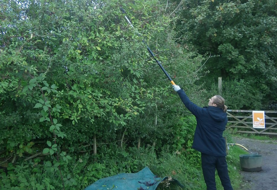 cumbriawildlife's tweet photo. As Kew Gardens reopen their world-famous temperate house this weekend, find out how Cumbria Wildlife Trust has worked in partnership with Kew to help conserve #UKtreeseeds : https://t.co/P0nJ9eTNXH @Kew_MSBUK https://t.co/Pk8Y1qOGKc