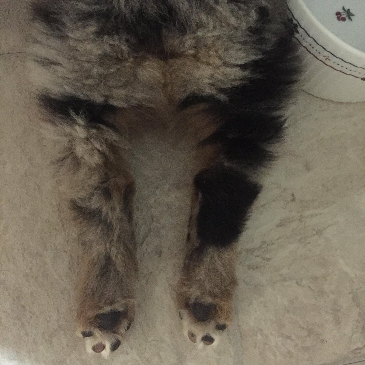 Leighski67's tweet photo. Koda has a #nickname...... #PandaButt https://t.co/A946BlVwkz