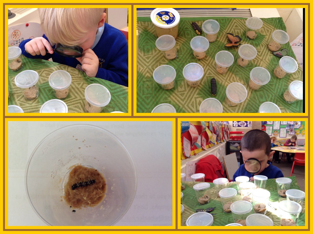 Wheeler_PS's tweet image. Day 5 of our @insectlore caterpillar journey. #redbase #foundation