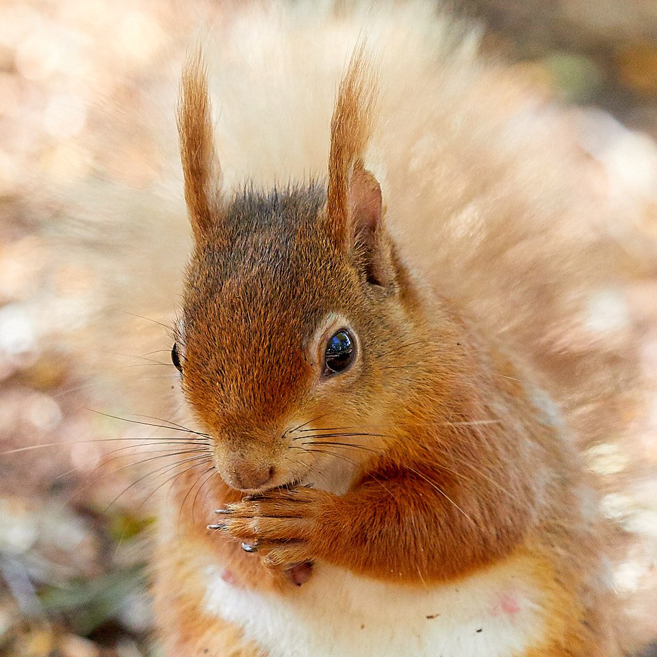 Portrait of red squirrel at Brownsea Island, Dorset @Brownseablog <a href="/DorsetWildlife/">Dorset Wildlife Trust</a> <a href="/DorsetLifeMag/">Dorset Life</a> <a href="/DWTBrownsea/">DorsetWildlife Trust</a> <a href="/nationaltrust/">National Trust</a>